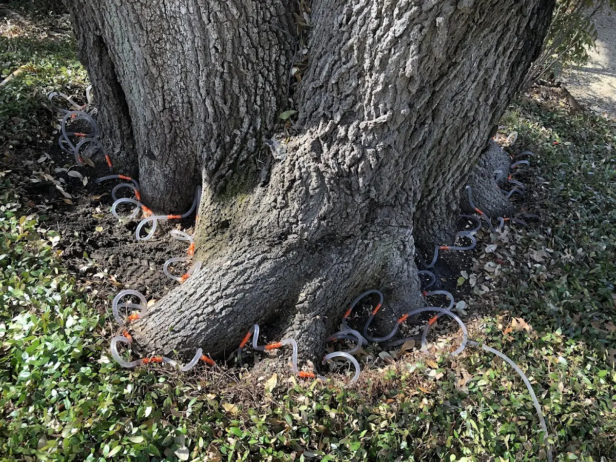 Detailed Tree Cabling and Bracing job site in Trezevant