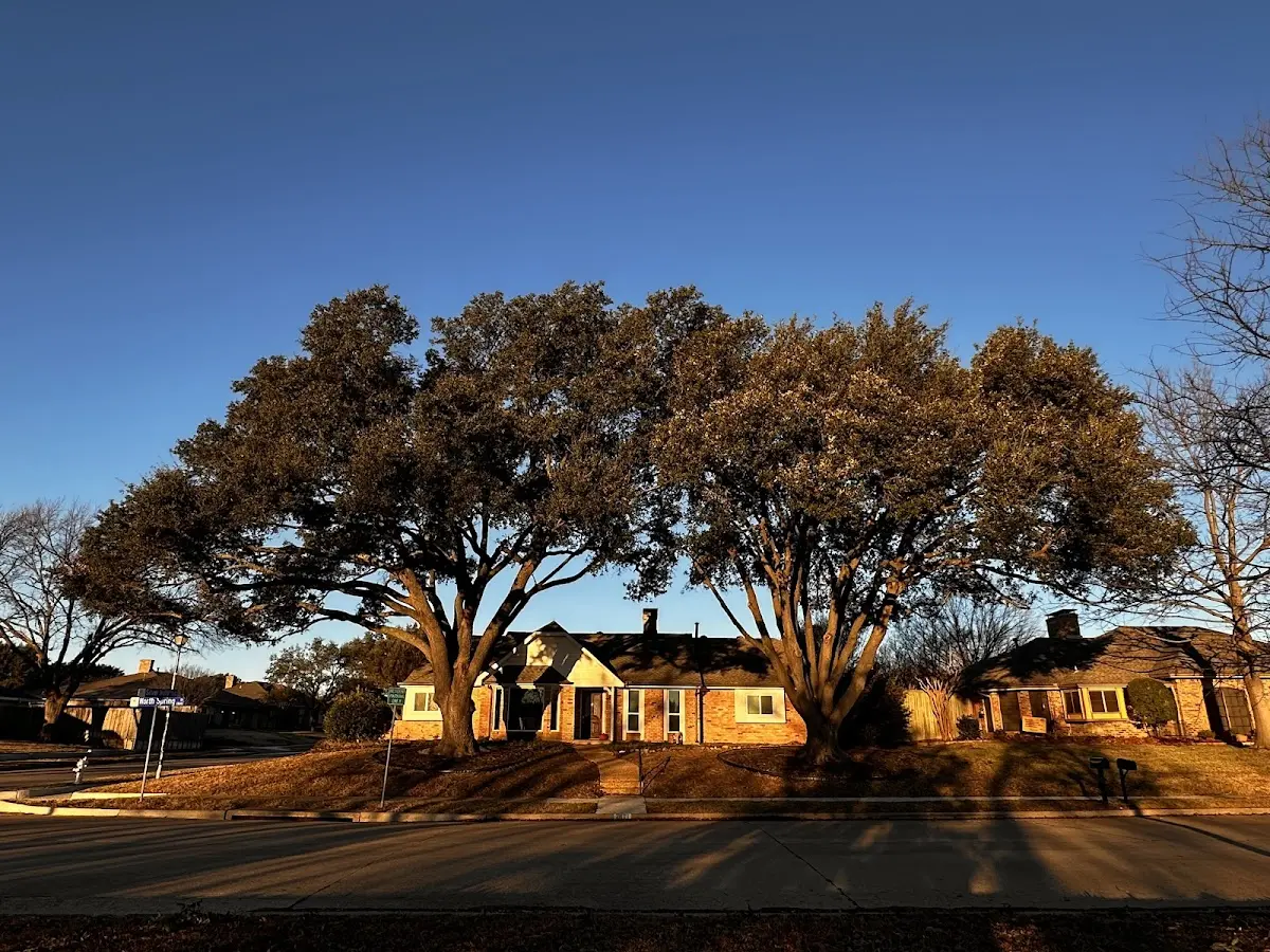 Established residential canopy tree shading a home in Trezevant
